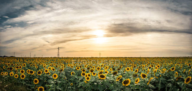 Endless field with lush growing sunflowers in countryside on background of sunset sky — Stock Photo