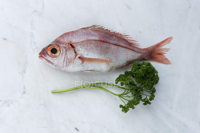 Raw red sea bream with parsley on white marble background — Stock Photo