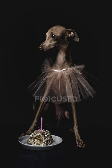 Студійний портрет маленького італійського сірого пса. Дружко і фан. Studio.Birthday — стокове фото