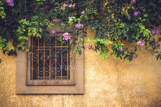 Дерево ветви с красивыми розовыми цветами висит рядом с небольшим окном на дом в Оахака, Мексика — стоковое фото