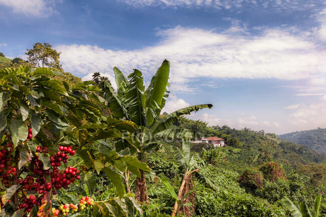 Red coffee berries and green beautiful rainforest on the hillside. — Fotografia de Stock