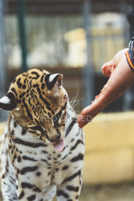 Close-up of human Hand stroking leopard in zoo — Stock Photo