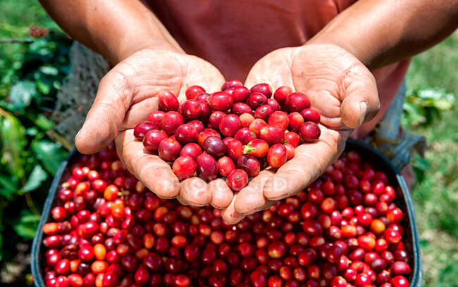Bagas de café maduras vermelhas frescas em um ramo no jardim. — Fotografia de Stock