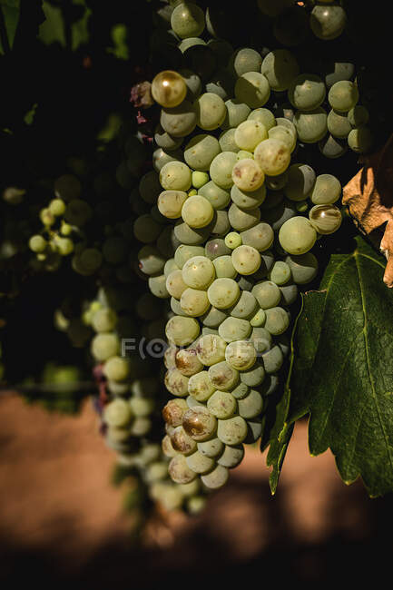 Bunches of grapes in the vine. Landscape of typical Spanish agriculture — Stock Photo