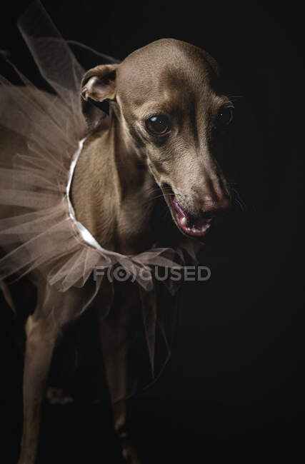 Студійний портрет маленького італійського сірого пса. Дружелюбний і фан. Studio.Costume — стокове фото