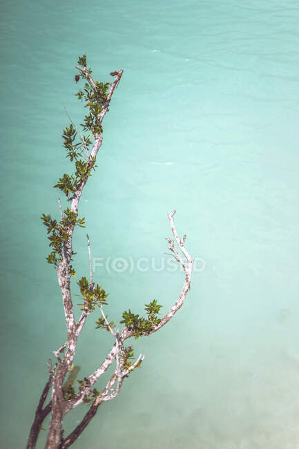 Twigs of nice plant growing on coast of magnificent Caribbean sea — Stock Photo