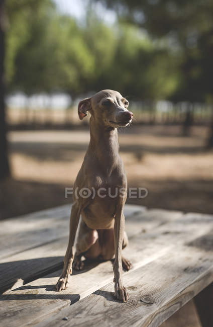 Petit chien lévrier italien assis sur une table en bois dans le parc — Photo de stock