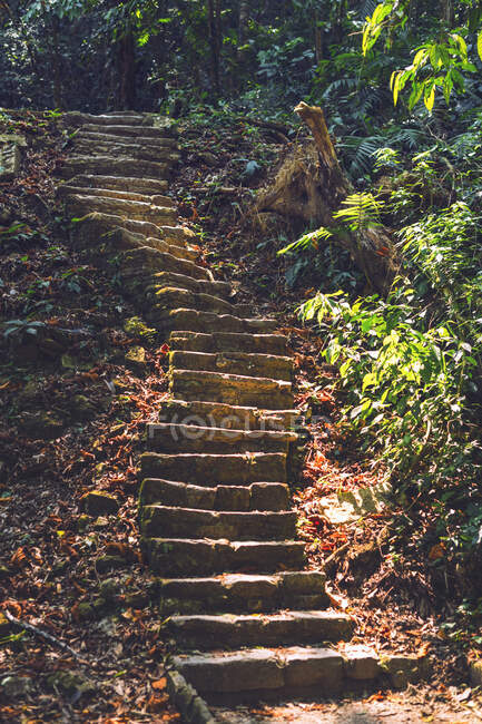 Escalier Maya endommagé situé dans la ville de Palenque au Chiapas, Mexique — Photo de stock