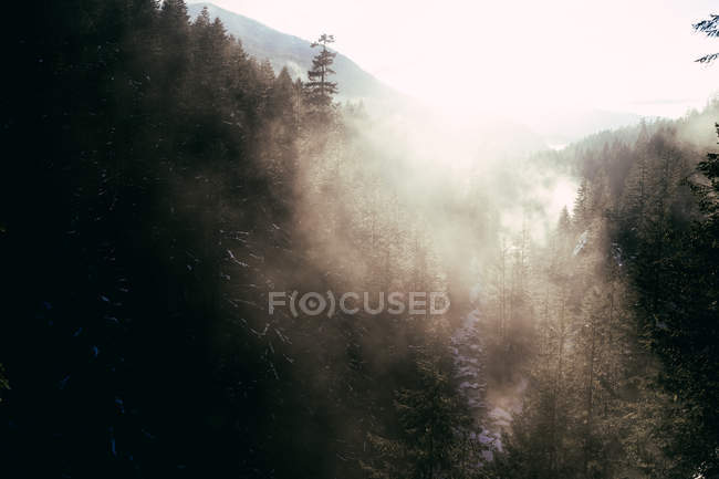 Fog in sunlight above rocky snowy valley with stream flowing down among coniferous trees — Stock Photo