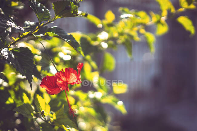 Nahaufnahme einer schönen roten Blume, die auf einem Baum in der mexikanischen Karibik wächst — Stockfoto