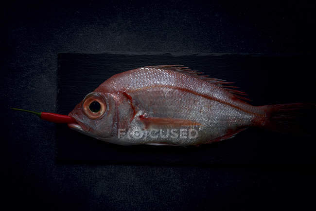 Raw red sea bream with pepper in mouth on slate — Stock Photo