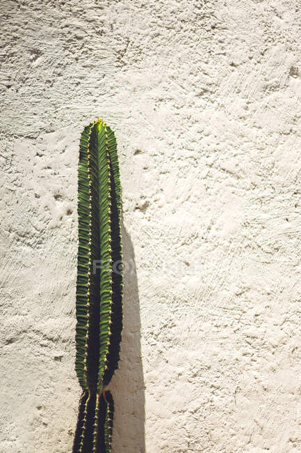 Nice cactus growing near rough plaster wall on street of Oaxaca, Mexico — Stock Photo