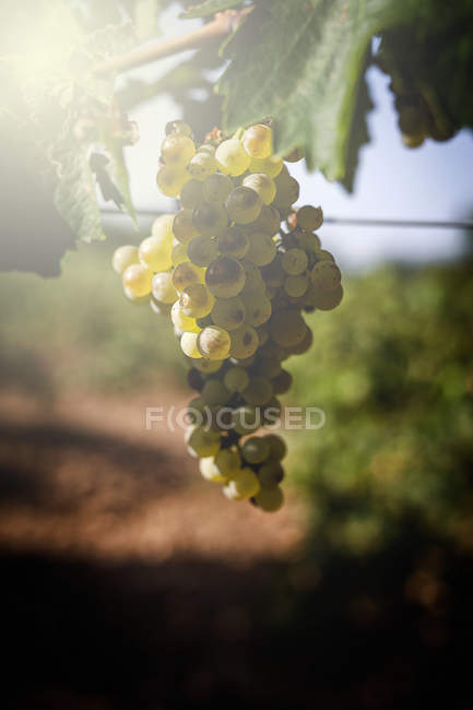 Гроздья винограда, растущего на винограднике при солнечном свете — стоковое фото