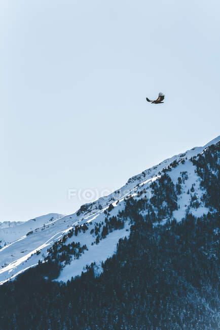 Vista al gran pájaro volando sobre las montañas cubiertas de nieve y bosque siempreverde. - foto de stock