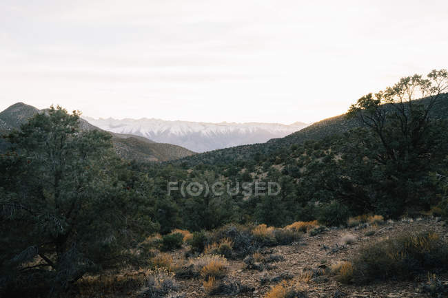 Arbres verts et buissons couvrant les hauts plateaux rocheux avec vue sur les montagnes sur le fond — Photo de stock