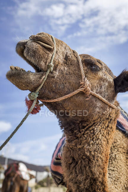 Des chameaux en liberté sur la plage de Tanger. Maroc — Photo de stock