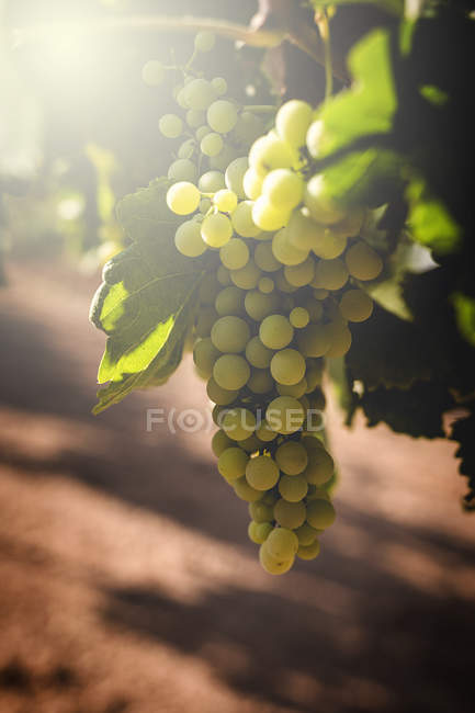 Гроздья винограда, растущего на винограднике при солнечном свете — стоковое фото
