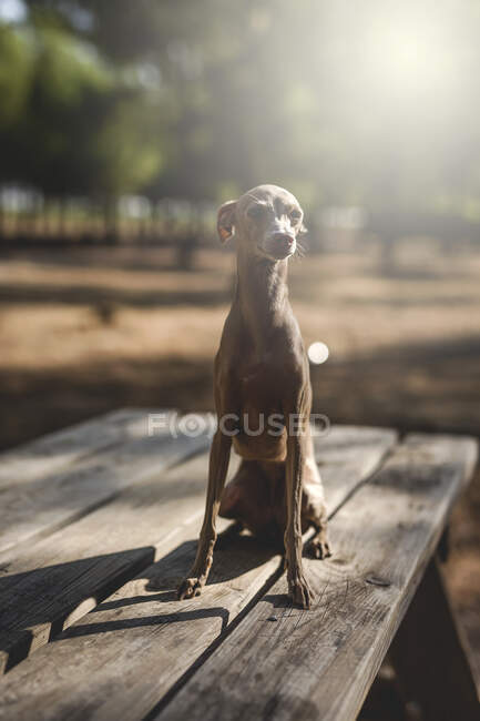 Little italian greyhound dog in the forest.trees, pines and firs — Stock Photo