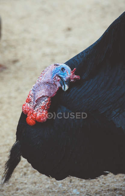 Nahaufnahme eines schwarz gefiederten Truthahns mit buntem Kopf — Stockfoto
