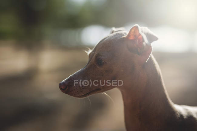 Pequeño perro galgo italiano mirando hacia el parque - foto de stock