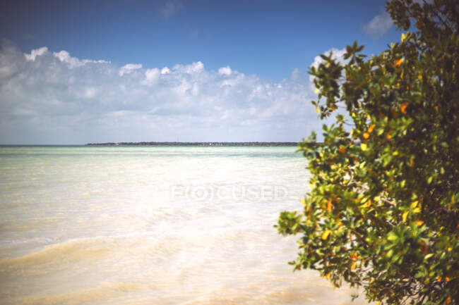 Bello arbusto che cresce sulla riva del bellissimo mare dei Caraibi nella giornata di sole — Foto stock