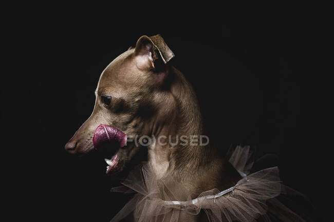 Студійний портрет маленького італійського сірого пса. Дружелюбний і фан. Studio.Costume — стокове фото