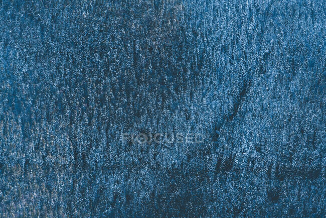 Aerial view to blue and white winter forest covered with snow. — Stock Photo