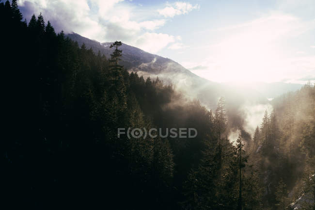 Nevoeiro na luz solar acima do vale nevado rochoso com o fluxo que flui para baixo entre árvores coníferas — Fotografia de Stock