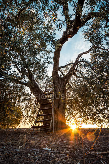 Старое дерево с деревянной лестницей на закате — стоковое фото