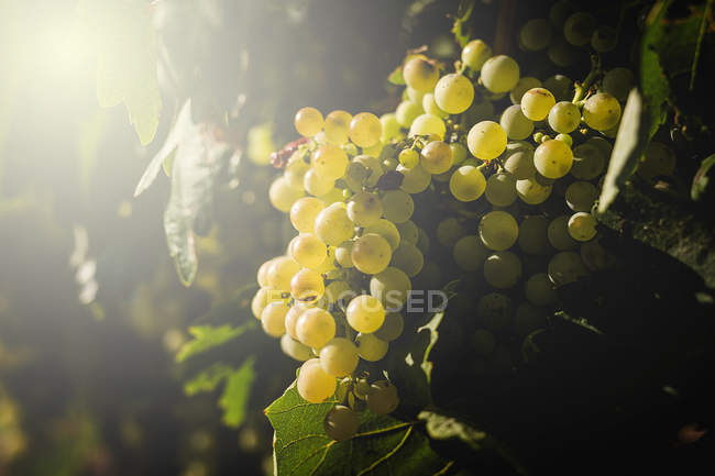 Bunches of grapes growing on vineyard in sunlight — Stock Photo