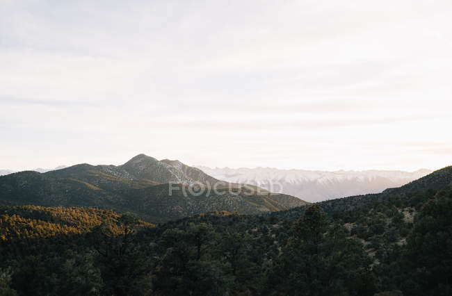 Green trees and bushes covering rocky highlands with view of mountains on background — Stock Photo