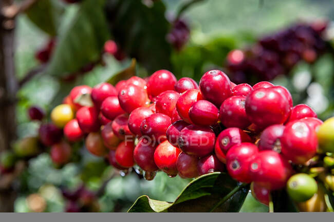 Bacche di caffè mature rosse fresche su un ramo del giardino. — Foto stock