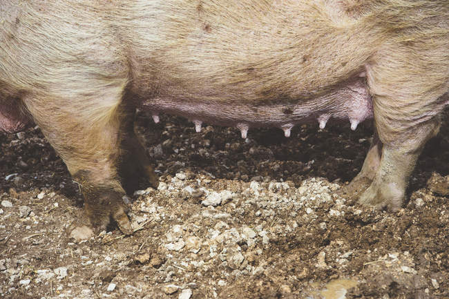 Primer plano del cerdo con pezones de ordeño de pie en la granja - foto de stock