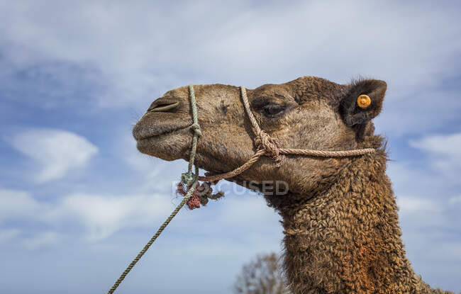 Des chameaux en liberté sur la plage de Tanger. Maroc — Photo de stock