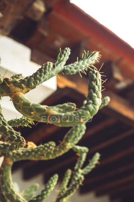 Гарний кактус, що росте біля грубої штукатурки на вулиці Оахаки (Мексика). — стокове фото