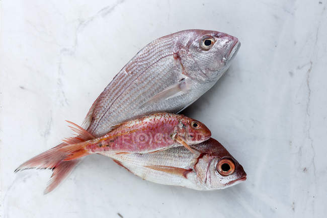 Три сирі червоні риби на білий мармуровою стільницею — стокове фото