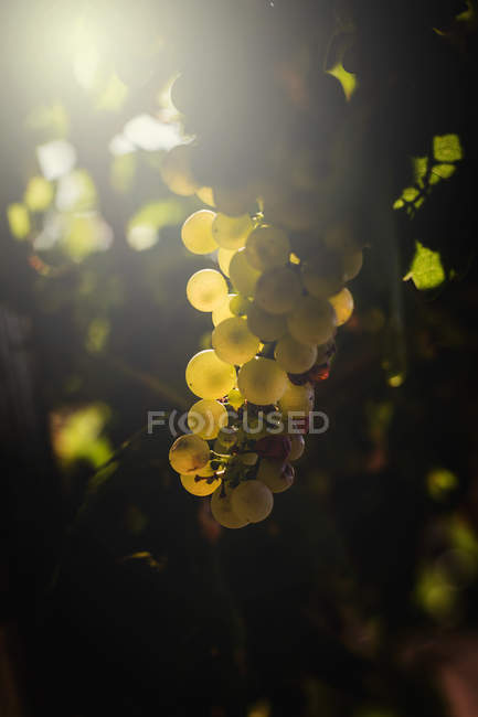 Des grappes de raisins poussant sur le vignoble au soleil — Photo de stock