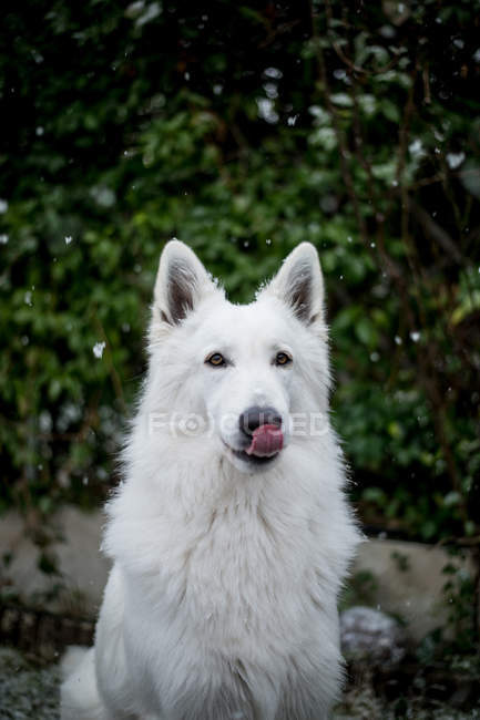 Bianco pastore svizzero seduto all'aperto in tempo neve — Foto stock