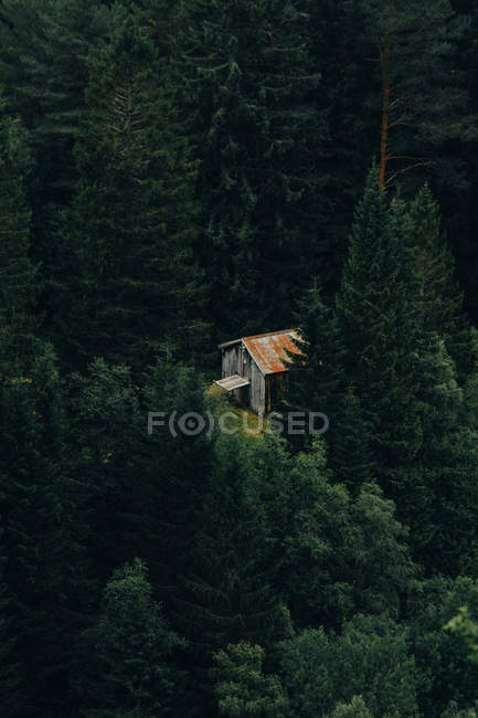 Piccola capanna squallida nella verde foresta di conifere — Foto stock