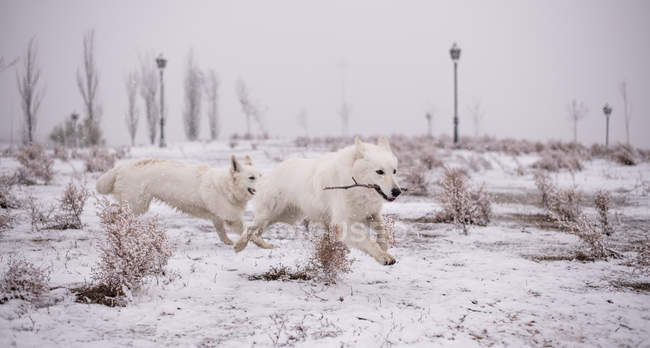Two amazing White Swiss shepherds carrying stick and running while playing together in park in winter — Stock Photo