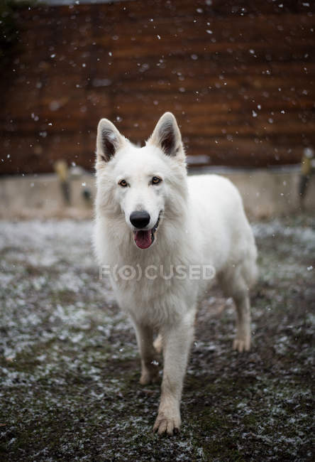 Carino cane pastore bianco in piedi sul cortile di campagna durante la nevicata — Foto stock