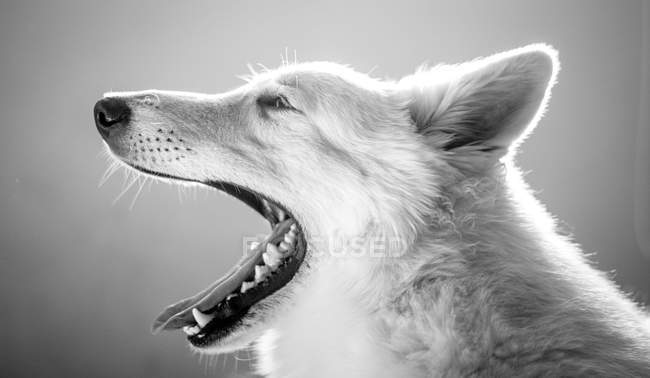 Close-up de Branco suíço Shepherd abertura boca e bocejo — Fotografia de Stock