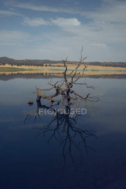 Сухое листовое дерево с кривыми ветвями, стоящее в спокойном озере на фоне гор — стоковое фото