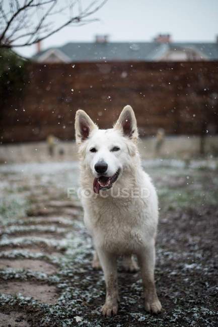 Netter weißer Schäferhund steht bei Schneefall auf dem Hof — Stockfoto