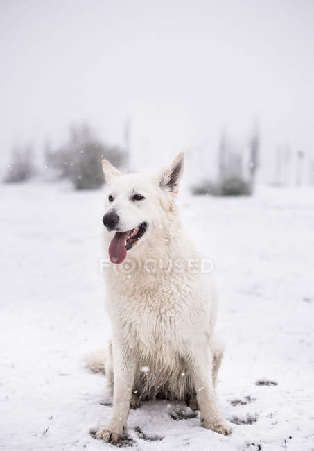 Cão pastor branco sentado no pátio do campo durante a queda de neve — Fotografia de Stock
