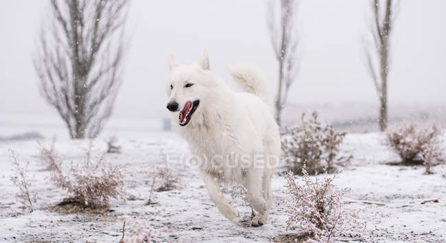 Bonito branco suíço pastor correndo na neve no campo — Fotografia de Stock