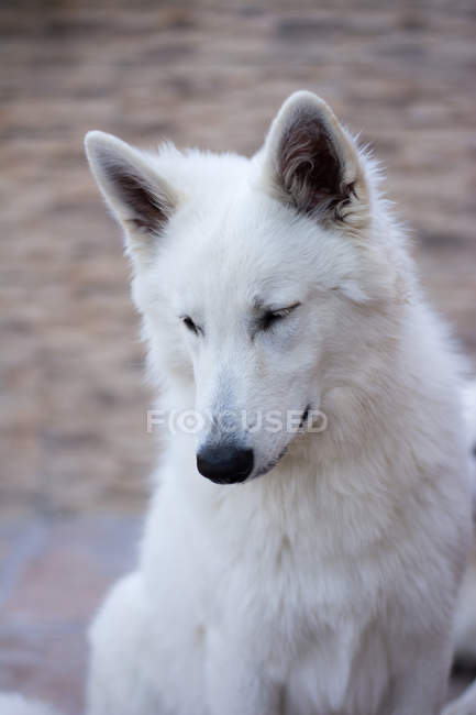Close-up de bonito branco pastor suíço olhando para baixo enquanto sentado ao ar livre — Fotografia de Stock