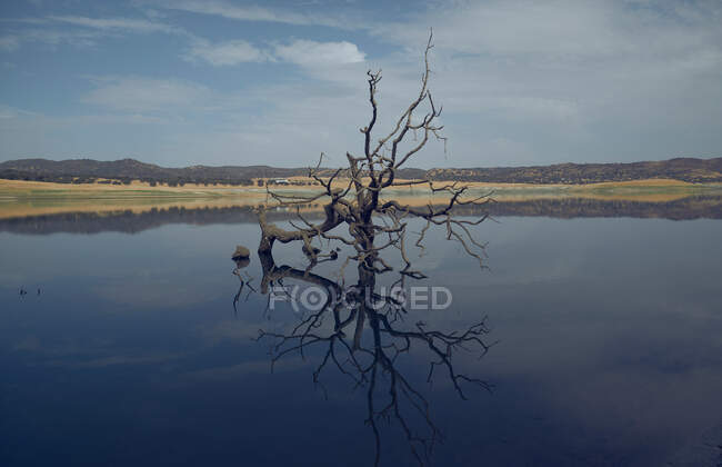 Toter, blätterloser Baum mitten im See — Stockfoto