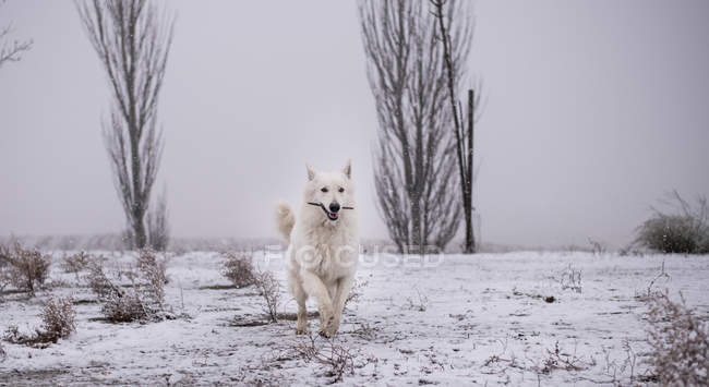 Pastor suíço branco carregando pau e correndo enquanto joga no parque no inverno — Fotografia de Stock