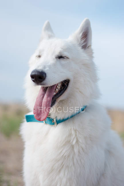 Netter weißer Schweizer Schäferhund mit herausstreckender Zunge im Freien — Stockfoto